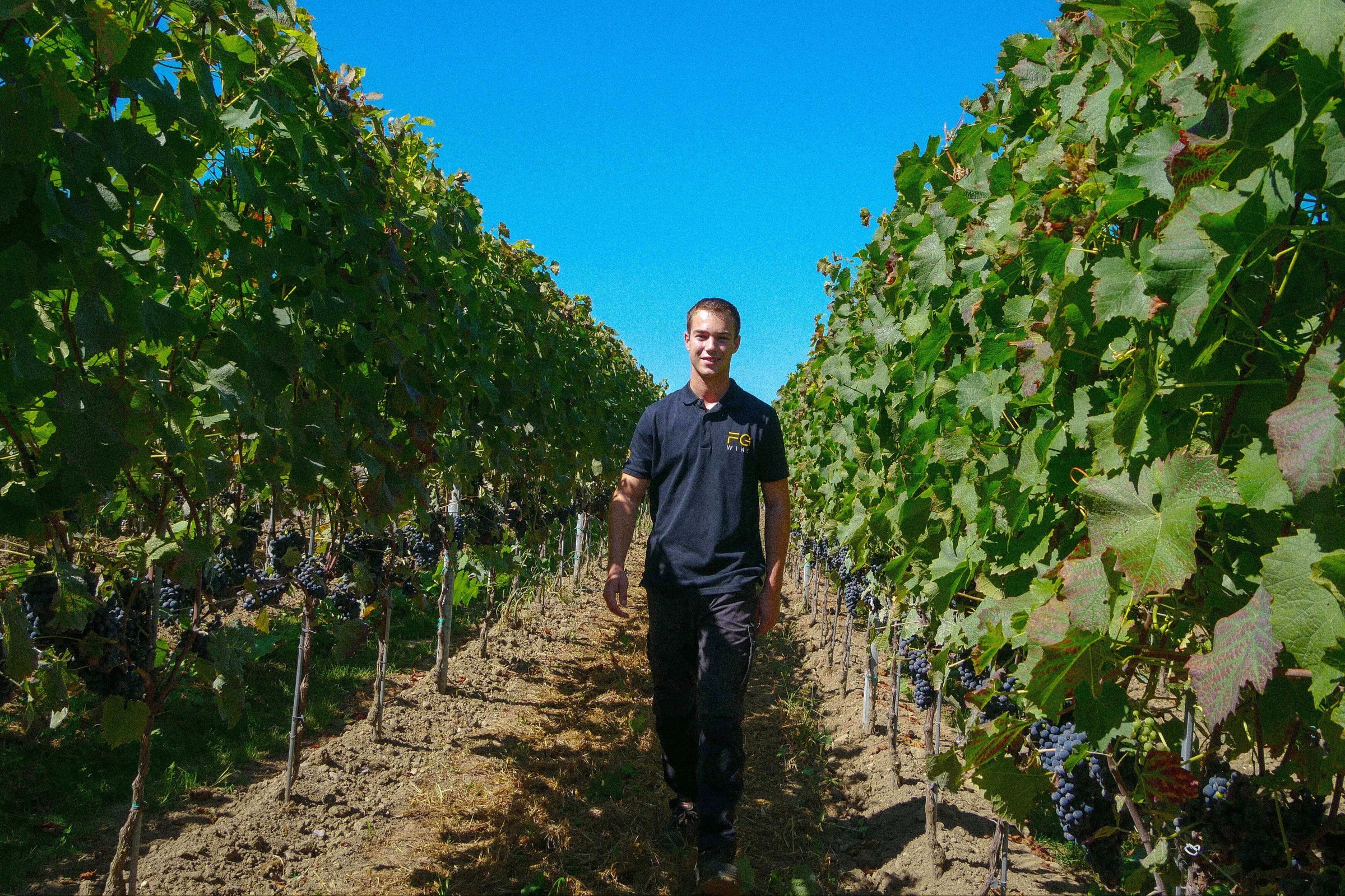 Bodenseewein, Weinbau am Bodensee, Wein vom Bodensee