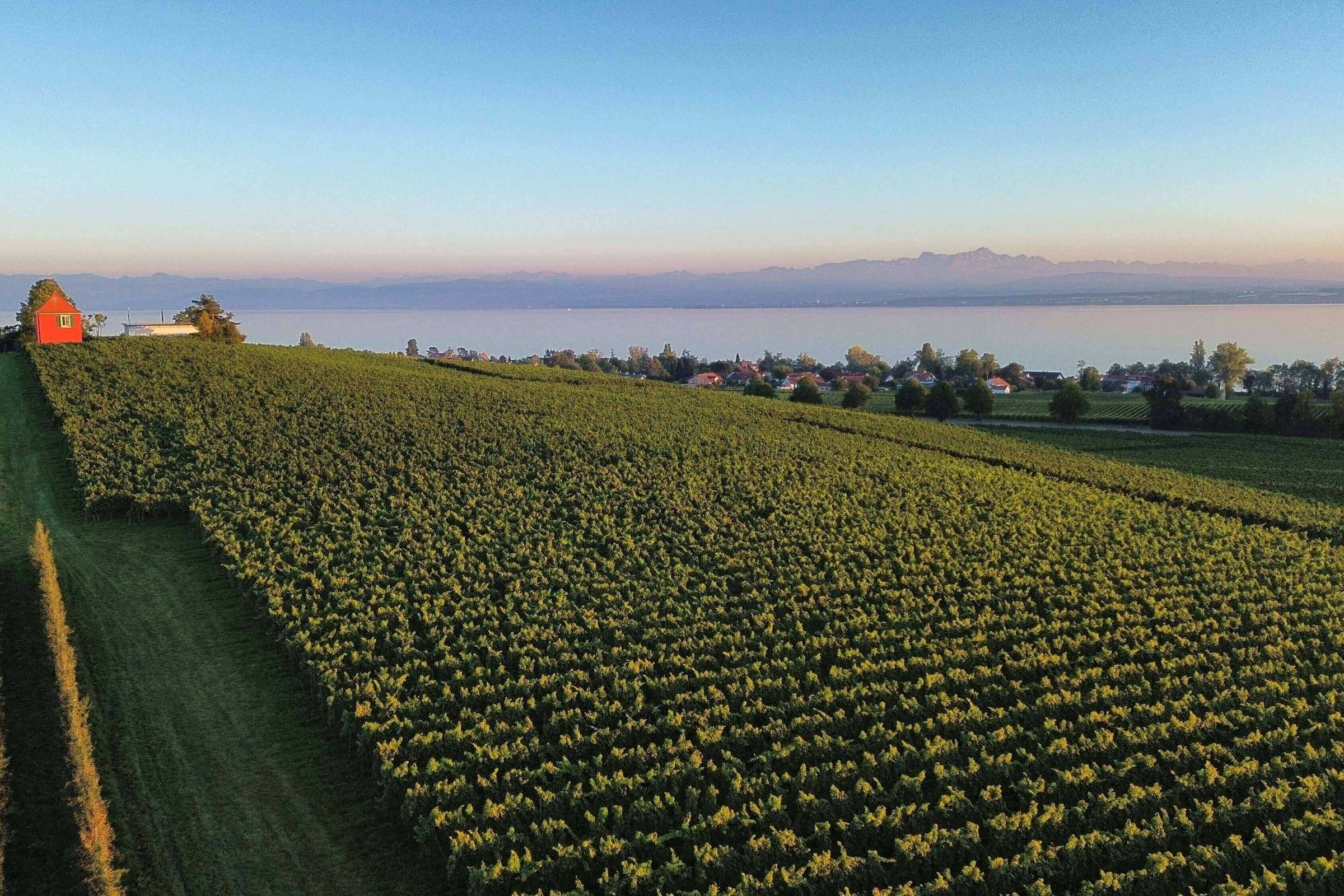 Bodensee Wein, Bio Weingut, Biowein, Bodenseewein