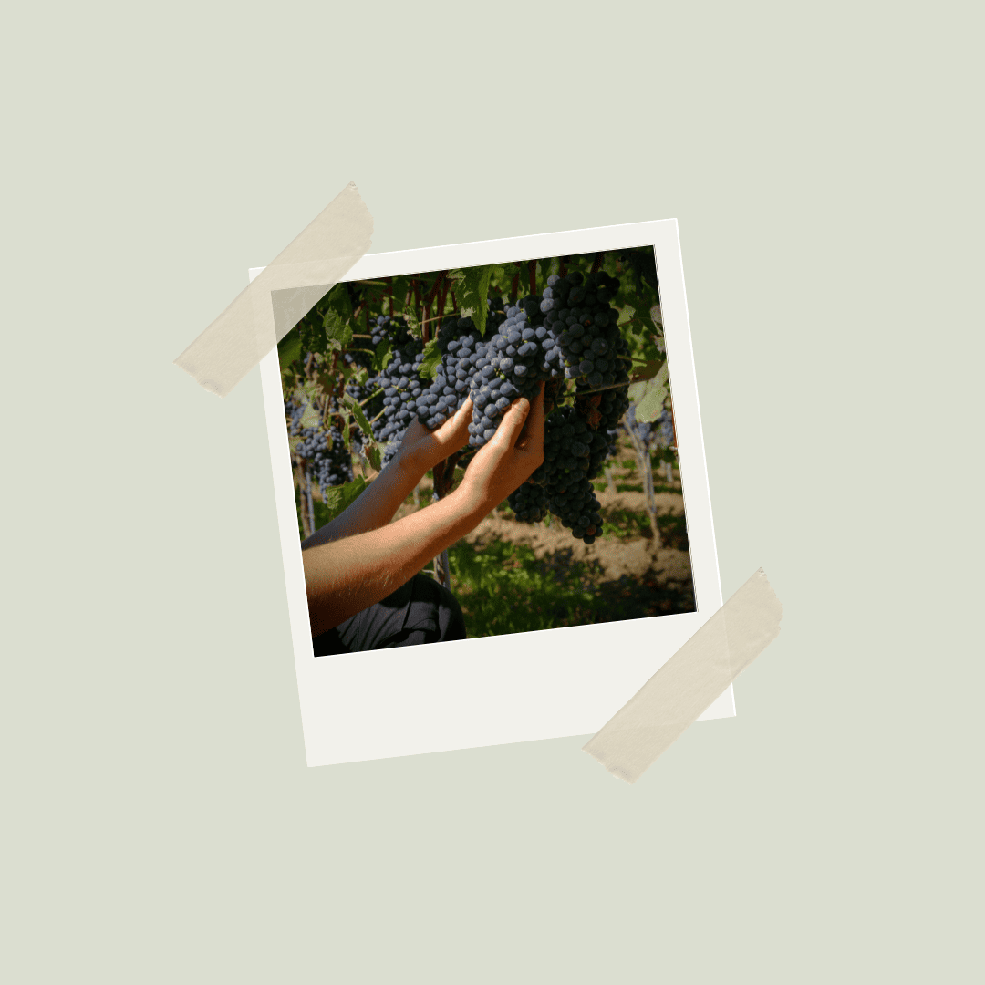 Bodensee Wein, Bio Weingut, Biowein, Bodenseewein, Bio Wein