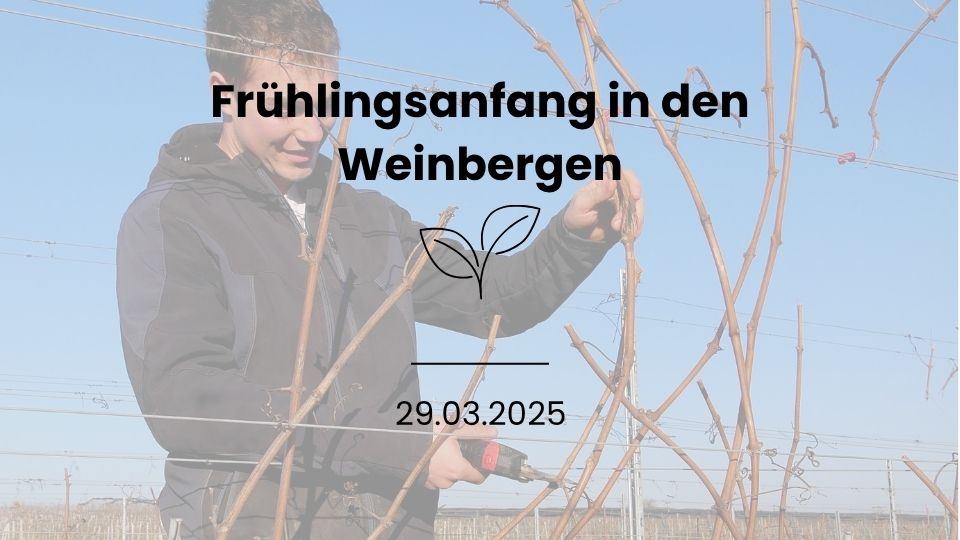 Frühlingsanfang im Weinberg am Bodensee