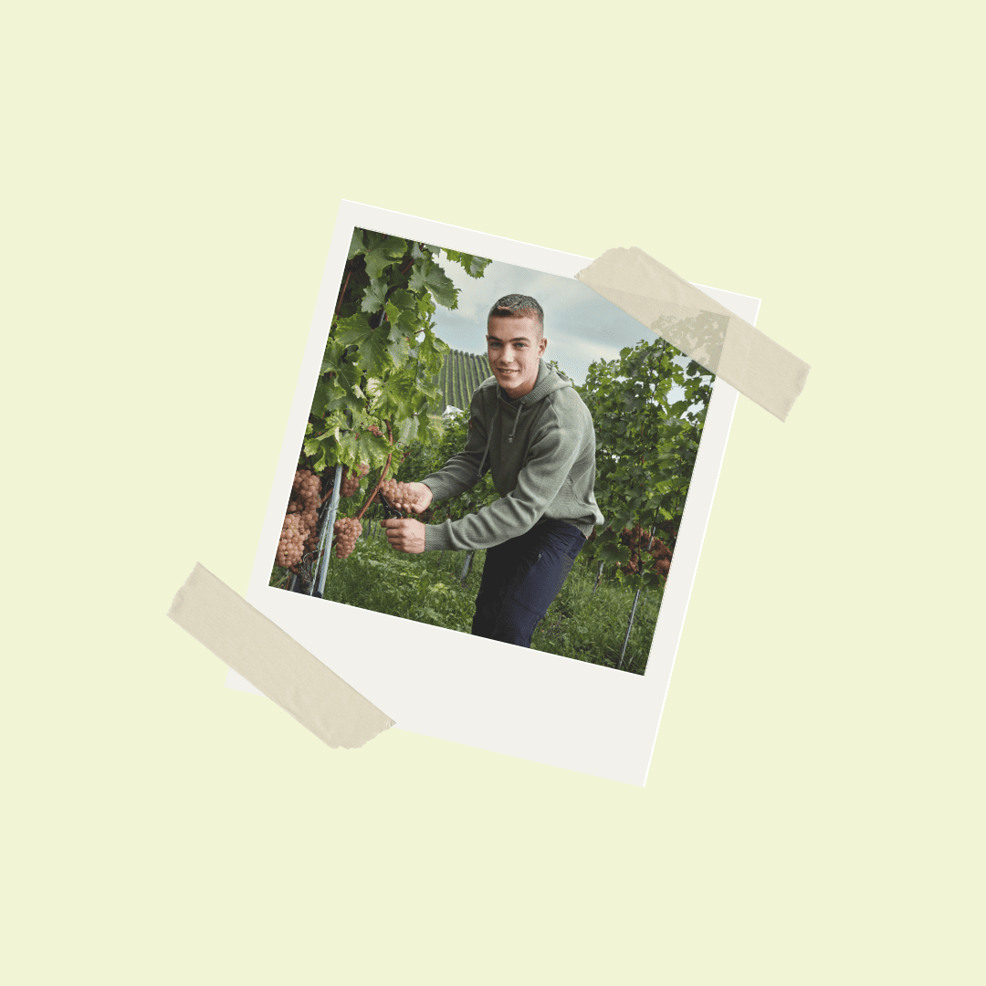 Bodenseewein, Weinbau am Bodensee, Wein vom Bodensee, Bio Wein vom Bodensee