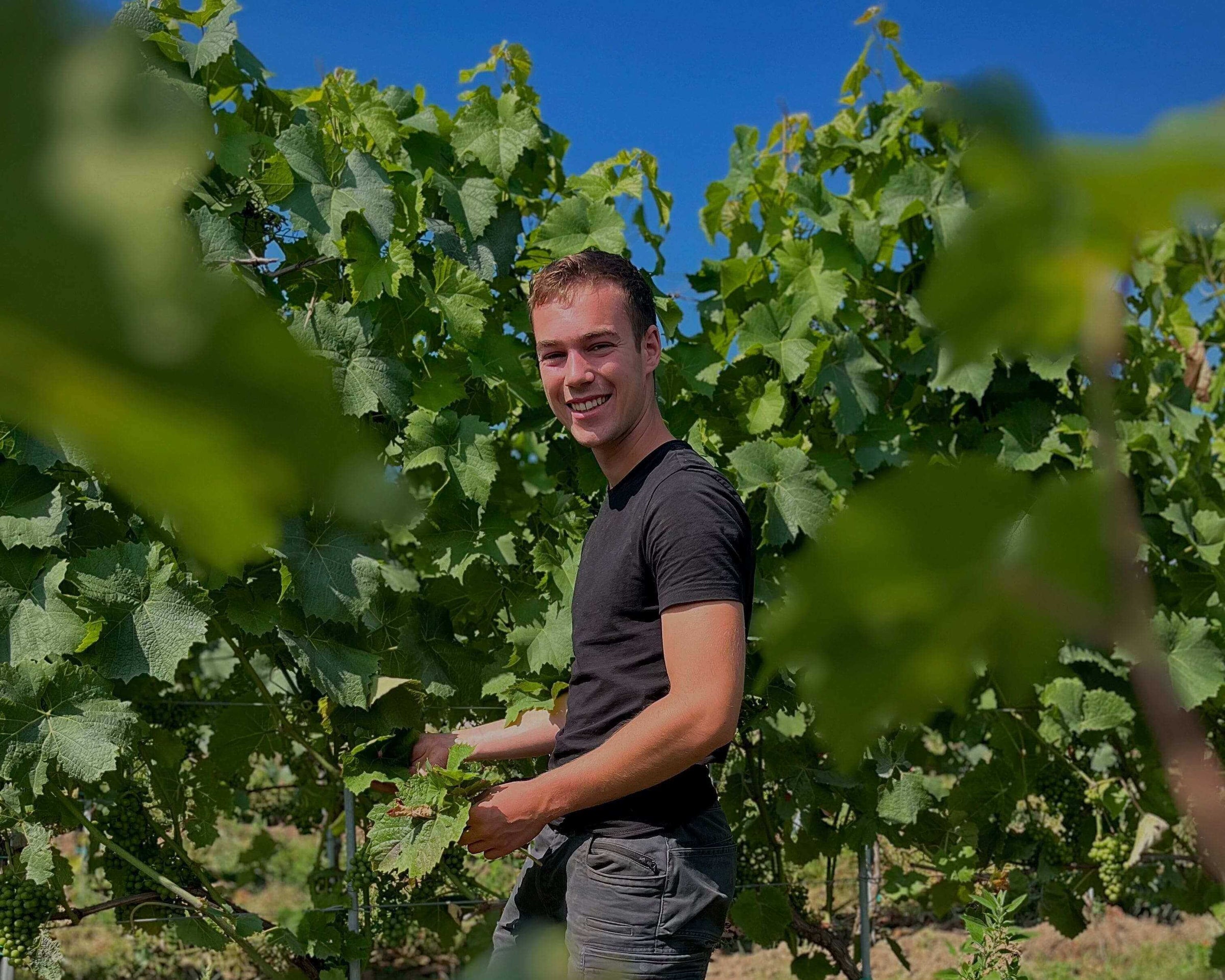 Bodenseewein, Weinbau am Bodensee, Wein vom Bodensee