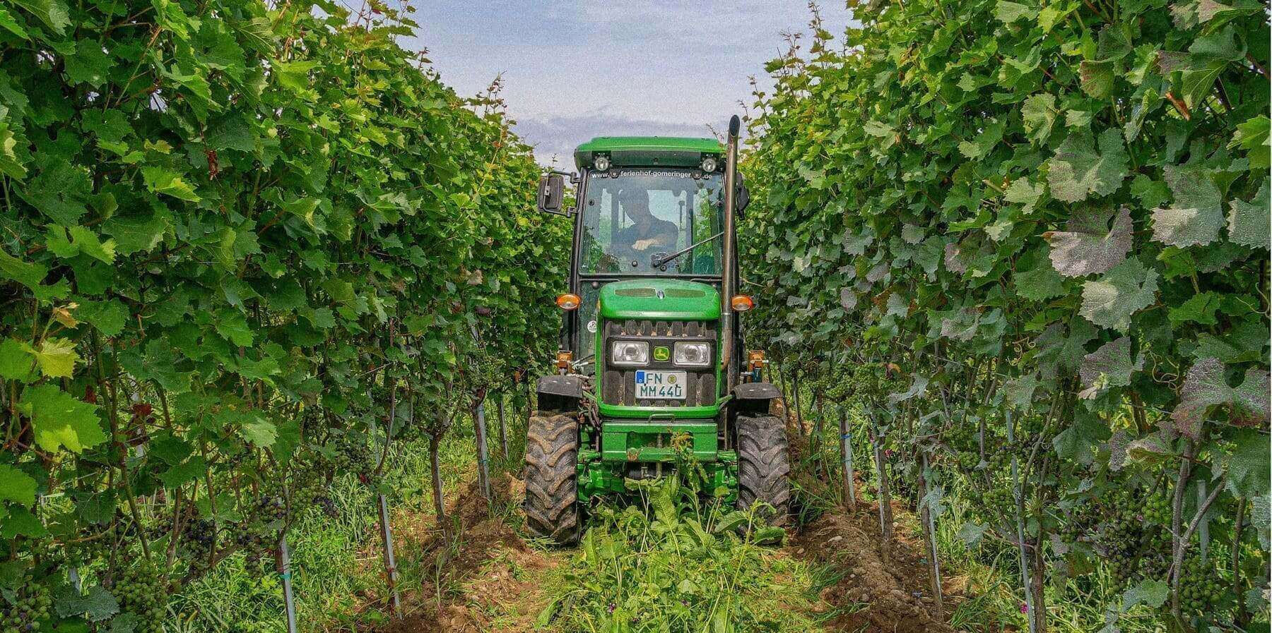 Bodenseewein, Weinbau am Bodensee, Wein vom Bodensee, Weinprobe am Bodensee