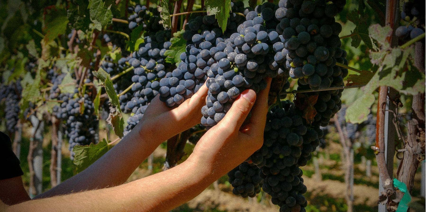 Bodenseewein, Weinbau am Bodensee, Wein vom Bodensee, Weinprobe am Bodensee, Rotwein vom Bodensee