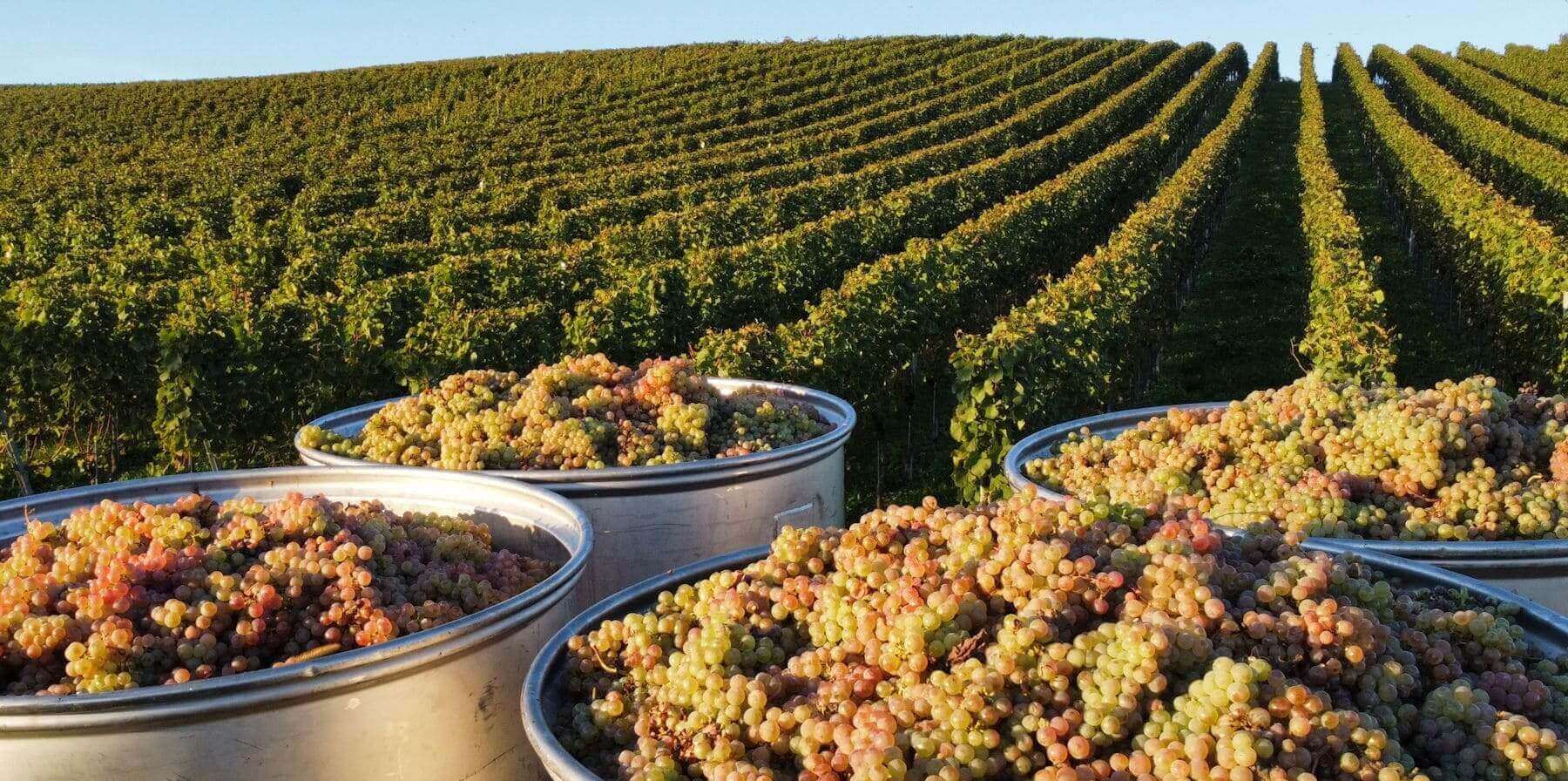 Bodenseewein, Weinbau am Bodensee, Wein vom Bodensee, Biowein Bodensee, Bioweinbau, Weinprobe mit Traktorfahrt Bodensee