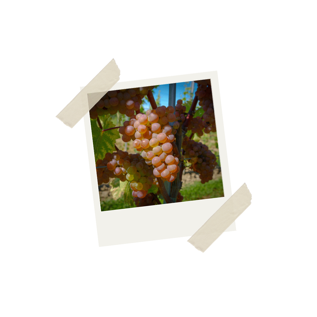 Bodensee Wein, Bio Weingut, Biowein, Bodenseewein, Bio Wein