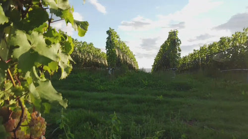 Bodensee Wein, Bio Weingut, Biowein, Bodenseewein, Bio Wein