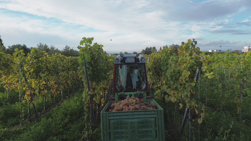 Bodensee Wein, Bio Weingut, Biowein, Bodenseewein, Bio Wein